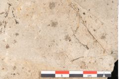 Foto (Detailansicht) von Glyptostrobus europaeus Brongniart (NHMW-GEO-2024-0188-11398)